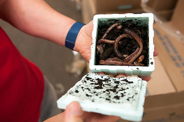 Heute verlassen handverlesene Würmer in feinster Verpackung die Firma in Hadmersleben